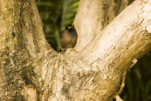 Myna Oiseau Sur Arbre Dans Nature — Photo