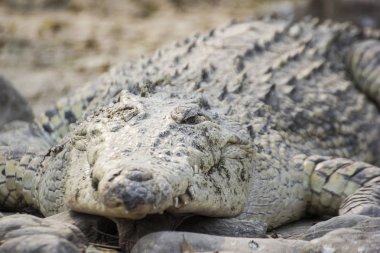 Vahşi, tehlikeli bir timsah.