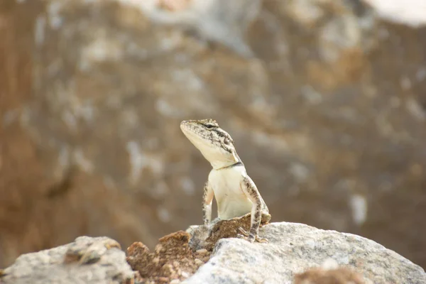 Beau Lézard Sur Rocher Montagne — Photo