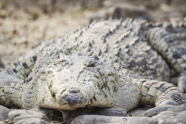 Wild Dangerous Crocodile Nature — Stock Photo, Image