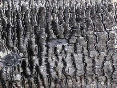 Yanmış siyah ahşap duvar. Arka plan ile yanmış bir boa