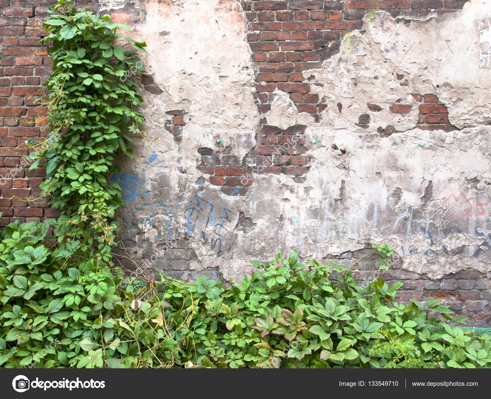 ivy growing on a brick wall — Stock Photo © Dmitr1ch 133549710