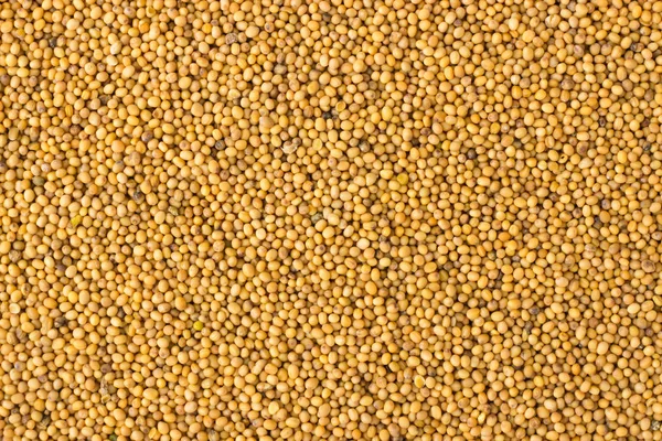 Mustard seeds spice as a background, natural seasoning texture — Stock Photo, Image