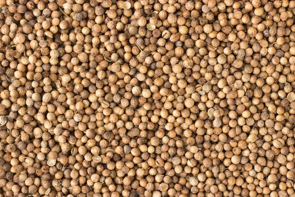 Coriander seed spice as a background, natural seasoning texture — Stock Photo, Image