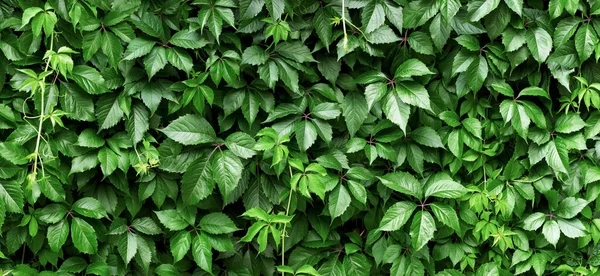 Огорожа Зеленого Листя Натуральний Рослинний Килим — стокове фото