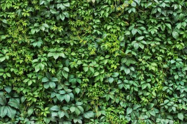 Çit sarmaşık arka planı. Yapraklı yeşil bitkiler.