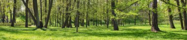 Yaz manzarası, orman ya da park manzarası. yeşil doğa
