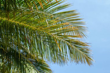 Mavi gökyüzünde palmiye yaprakları