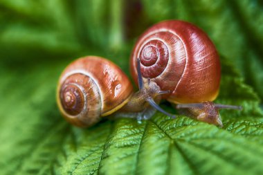 slimak winniczek - Helix pomatia