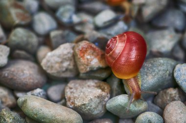 slimak winniczek - Helix pomatia