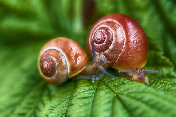 Slimak Winniczek Helix Pomatia Images De Stock Libres De Droits