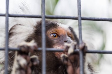 Tutsak, onun kafes teller seyir ortak marmoset (callithrix jacchus)
