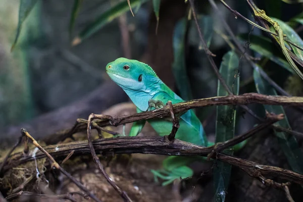 Chinese water dragon or green water agama