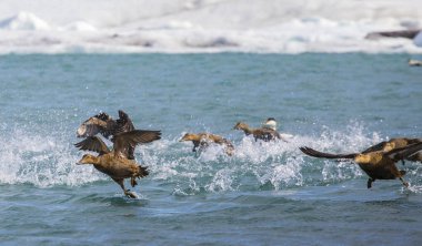 Eider ducks (somateria mollissima) taking off for flight on an arctic lake with spread wings and their steps causing water splashes clipart