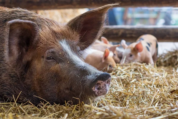 Mother pig resting in the straw while her newborn piglets are playing in the background