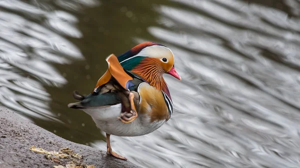 Mandarinenente, männlich — Stockfoto