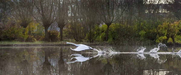 Cisne voando com asas abertas — Fotografia de Stock