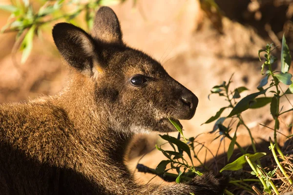 Un wallaby che mangia foglie verdi alla luce del sole — Foto Stock