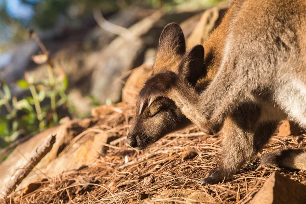 Wallaby graffiare la testa con gli occhi chiusi in background naturale — Foto Stock
