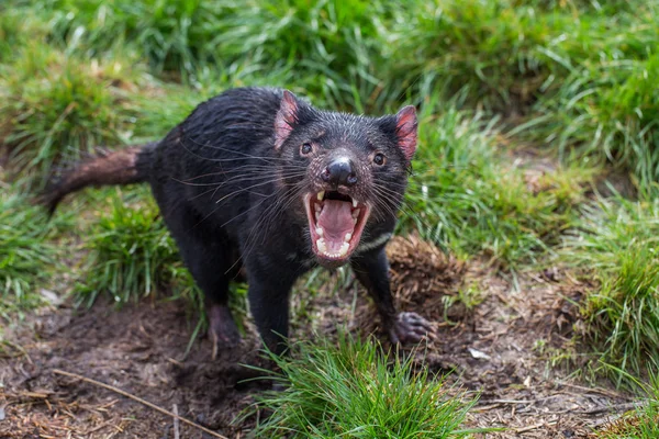Агрессивный тасманский дьявол (Sarcophilus harrisii) с широко раскрытым ртом — стоковое фото