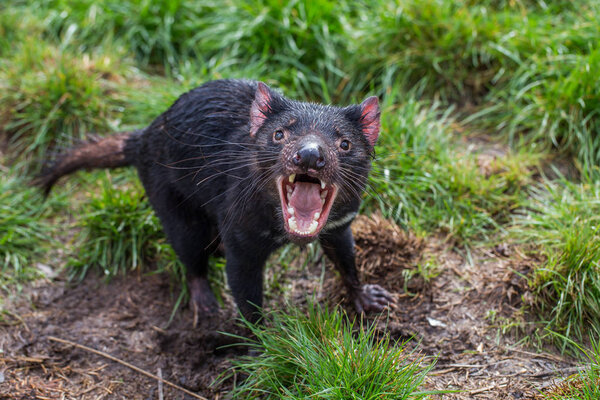 Aggressive Tasmanian devil (Sarcophilus harrisii) with mouth wide open