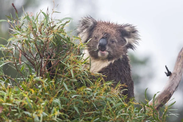 Orso Koala (Phascolarctos cinereus) seduto e mangiare in un albero di eucalipto — Foto Stock