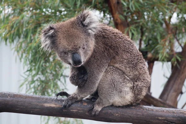 Koala bear (Phascolarctos cinereus) sitting in a eucalyptus tree