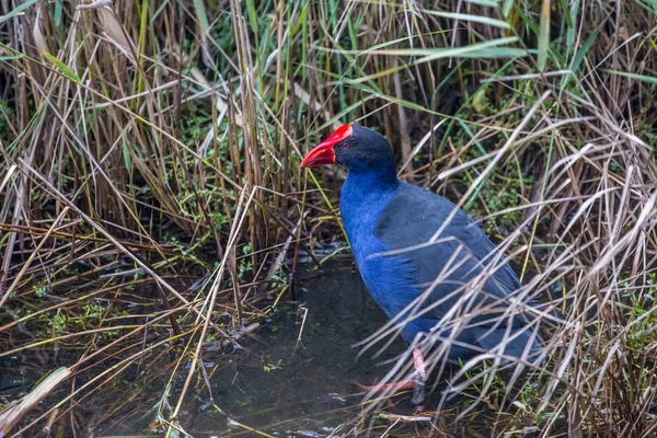 Galinha-do-pântano-roxo (Porphyrio porphyrio) a pairar em zonas húmidas naturais — Fotografia de Stock