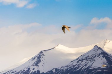 Yüksek yukarıda karla kaplı dağ zirveleri yükseltilmiş bulutlu mavi gökyüzünde uçan martı
