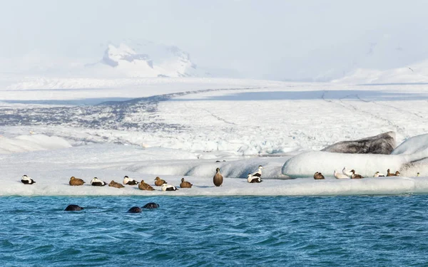 Três focas nadando por um grupo de patos do eider na base de uma geleira — Fotografia de Stock