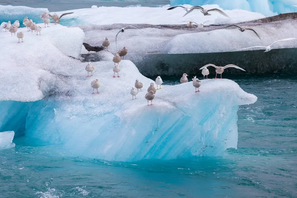 Gaivotas descansando, sentando e estendendo asas em um iceberg azul — Fotografia de Stock