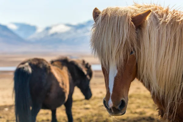 Icelandic horses on wide open space with snow-covered mountains — Stock Photo, Image