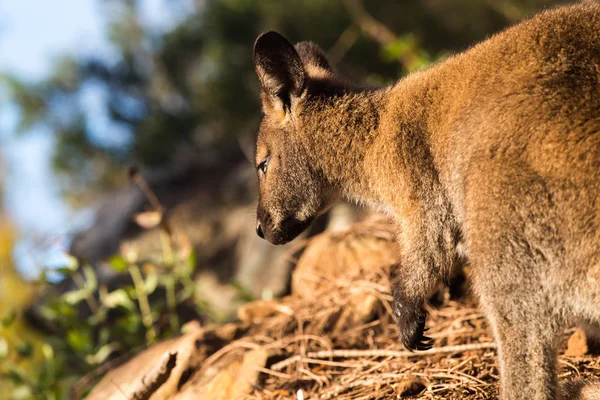 Wallaby su sfondo naturale illuminato da luce al pascolo — Foto Stock