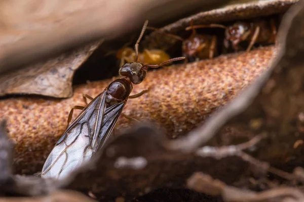 Les fourmis mâles d'une colonie ont développé des ailes et sont prêtes à voler lors de leur vol nuptial — Photo