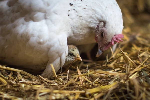 Mother hen sitting on her chick providing care and safety for her animal family, looking at her newborn tenderly while raising wing for protection