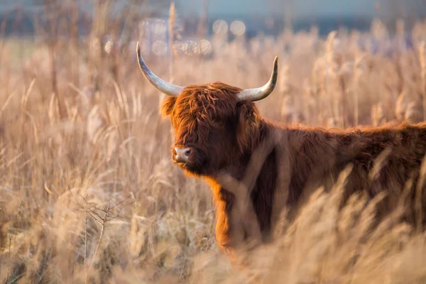 Scottish highlander cowstanding in reed field