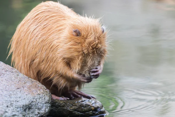 Nutria (Myocastor coypus, ratto castoro) faccia lavante — Foto Stock