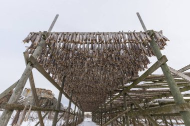 Geleneksel stockfish raf kurutma üzerinde dikey ışıma asılı