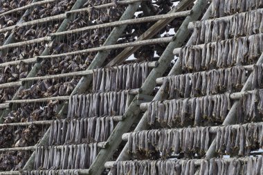 Geleneksel stockfish raf kurutma üzerinde dikey ışıma asılı