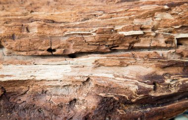 Doğal desenli ahşap doku