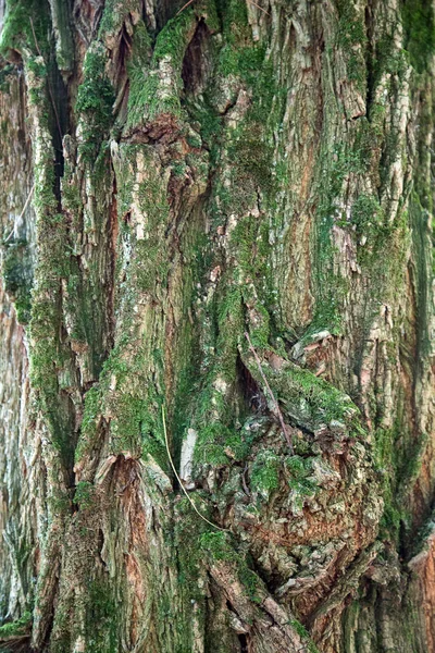 木の質感と自然パターン — ストック写真