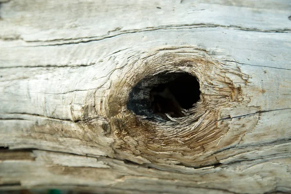 Trästruktur Med Naturligt Mönster — Stockfoto