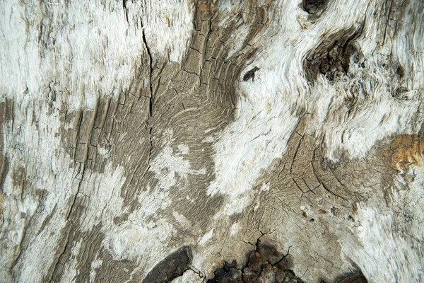 Texture Legno Con Motivo Naturale — Foto Stock