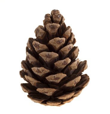 Cones on a white background clipart
