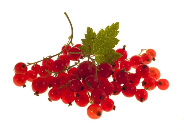 Berries red currants, isolated on a white background — Stock Photo, Image