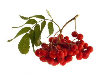 beyaz zemin üzerine kırmızı rowan