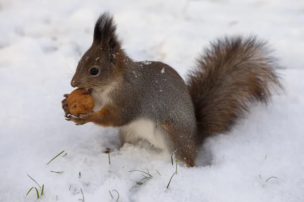 Red squirrel in the snow with walnut — Stock Photo, Image