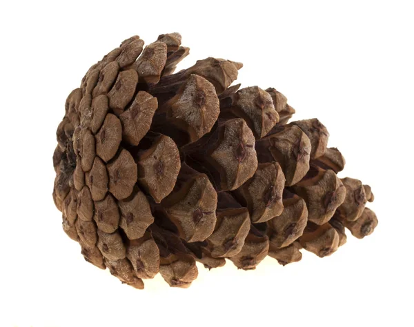 Um cone de pinheiro em um fundo branco — Fotografia de Stock