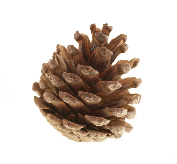 Cones on a white background — Stock Photo, Image