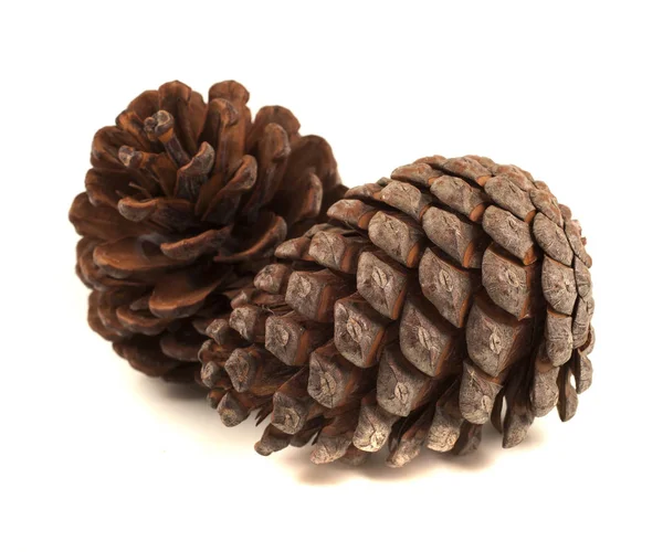 Two fir cones on a white background — Stock Photo, Image